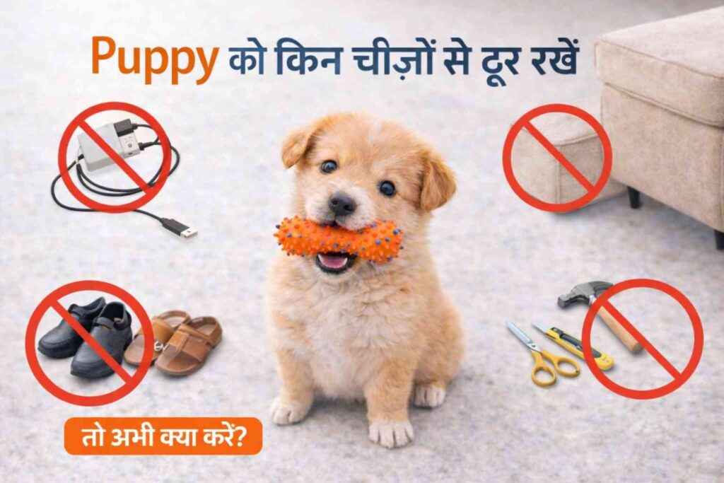 Puppy ज्यादा काटता है तो किन चीज़ों को उस से दूर रखें।